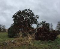L&#039;arbre déraciné au village de la Cabotte.