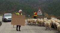 A Malvalette, les moutons en renfort des gilets jaunes (vidéo)