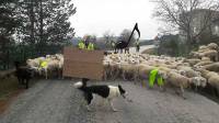A Malvalette, les moutons en renfort des gilets jaunes (vidéo)