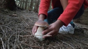 Plus de 3 000 espèces de champignons sont recensées en Haute-Loire