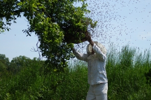 Attaque des abeilles au Brignon : une procédure judiciaire engagée