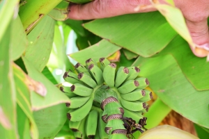 Il fait pousser des bananes... à Monistrol-sur-Loire