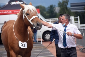 Yssingeaux : un premier concours officiel chargé avec 69 chevaux lourds