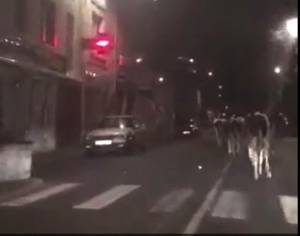 Les vaches dans l&#039;avenue de la Libération.||