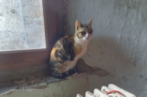 Le Mazet-Saint-Voy : une chatte trouvée