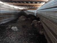 Pont-Salomon : 18 brebis sauvées d’un charnier, une vingtaine de cadavres retrouvés