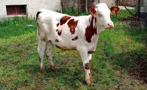 La génisse ressemble à cette jeune vache||