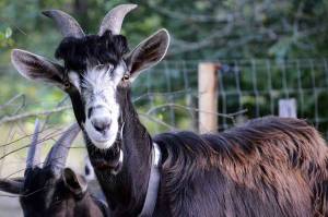 La chèvre (ou le bouc) du Massif-Central se reconnaît à sa toison fournie et à sa robe rousse et noire.||