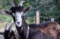 La chèvre (ou le bouc) du Massif-Central se reconnaît à sa toison fournie et à sa robe rousse et noire.