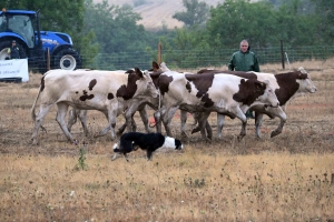 Un éleveur de Haute-Saône champion de France à Loudes au concours de chien de troupeau