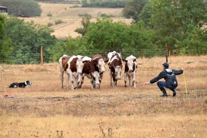 Un éleveur de Haute-Saône champion de France à Loudes au concours de chien de troupeau