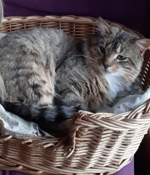 Toujours sans nouvelle d&#039;un chat au Chambon-sur-Lignon