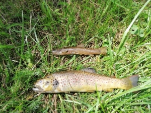 Tence : des poissons retrouvés morts dans la Sérigoule