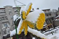 Sur la place de la Fontaine, les décorations composées de jonquilles fraîches ont été recouvertes de neige.