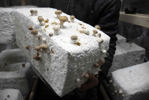 Un jeune couple se lance dans la culture de champignons pleurote et shiitake