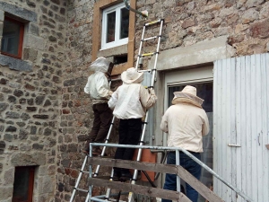Saint-André-en-Vivarais : un essaim d&#039;abeilles avait niché dans un mur