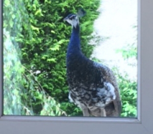 Montfaucon-en-Velay : il découvre un paon perché sur sa fenêtre