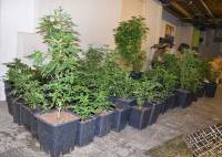 Polignac : 101 plants de cannabis découverts par la police