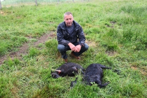 Chenereilles : un éleveur subit deux attaques de chiens errants sur ses brebis