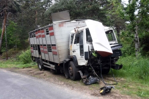 Vorey-sur-Arzon : les freins d’une bétaillère lâchent, 50 brebis décèdent