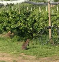 Un wallaby, échappé du zoo de Saint-Martin-la-Plaine, croisé au bord de la route