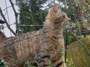 Le Chambon-sur-Lignon : un chat recueilli à &quot;La Bourghea&quot;