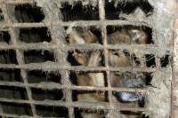 Saint-Julien-Chapteuil : les chiens vivaient dans des cages et dans le noir