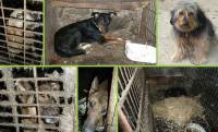Saint-Julien-Chapteuil : les chiens vivaient dans des cages et dans le noir