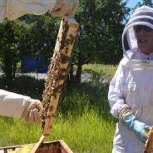Les clubs de Rotary de Haute-Loire agissent pour la pollinisation