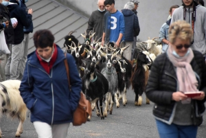 La chèvre du Massif-Central joue les belles ce dimanche à Saint-Front (vidéo)
