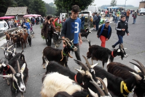 La chèvre du Massif-Central joue les belles ce dimanche à Saint-Front (vidéo)