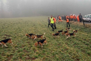 Des chiens lancés en meute derrière les chevreuils au Mazet-Saint-Voy et Saint-Jeures