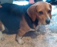 Un chien beagle recueilli au Mazet-Saint-Voy