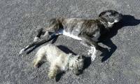 Deux chiens retrouvés morts dans une voiture en plein soleil