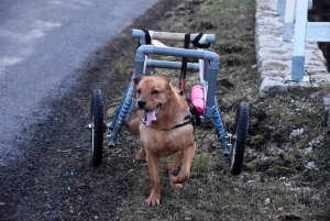 Mazet-Saint-Voy : un prototype conçu par l&#039;Acama pour aider un chien handicapé