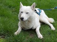 Une chienne blanche type hysky a été recueillie.