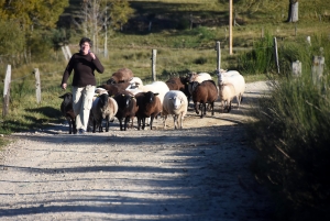 Saint-Julien-Molhesabate : une bergère, des brebis et des randonneurs en transhumance (vidéo)