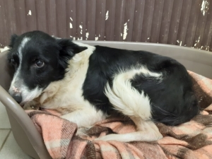 Polignac : une chienne échappée du refuge de la SPA