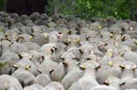 Les moutons en rangs serrés.