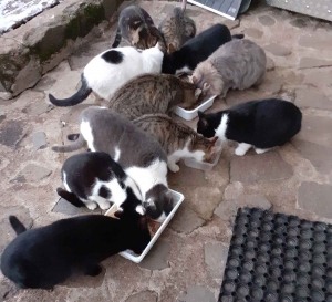 Saint-Christophe-sur-Dolaison : Le Jardin des chats prend en charge 20 stérilisations à Présailles