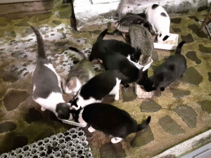 Saint-Christophe-sur-Dolaison : Le Jardin des chats prend en charge 20 stérilisations à Présailles