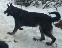 Saint-Agrève : deux grands chiens portés disparus