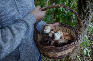 Une rando gourmande le 10 octobre à Saugues avec la Confrérie des champignons