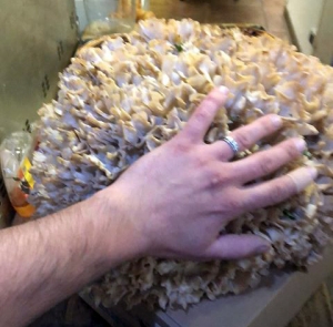 Yssingeaux : un sparassis crépu de 4,300 kg déniché dans le Meygal