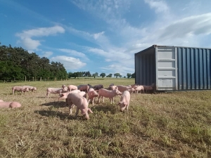 Beauzac : Florian Clavaron lance un élevage de porcs en plein air