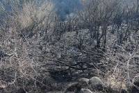 Saint-Front : l&#039;écobuage dégénère, 4 hectares de végétation brûlés