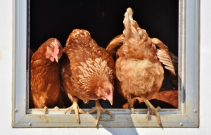 Araules : une vente de poules pondeuses samedi pour leur éviter l&#039;abattoir
