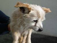 Yssingeaux : le chien chihuahua recueilli a retrouvé ses maîtres