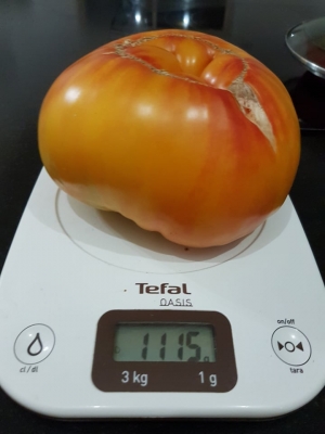 Saint-Hostien : ses tomates de variétés anciennes dépassent le kilo