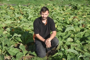 Saint-Maurice-de-Lignon : Loïc Peyrard cultive des plantes aromatiques médicinales